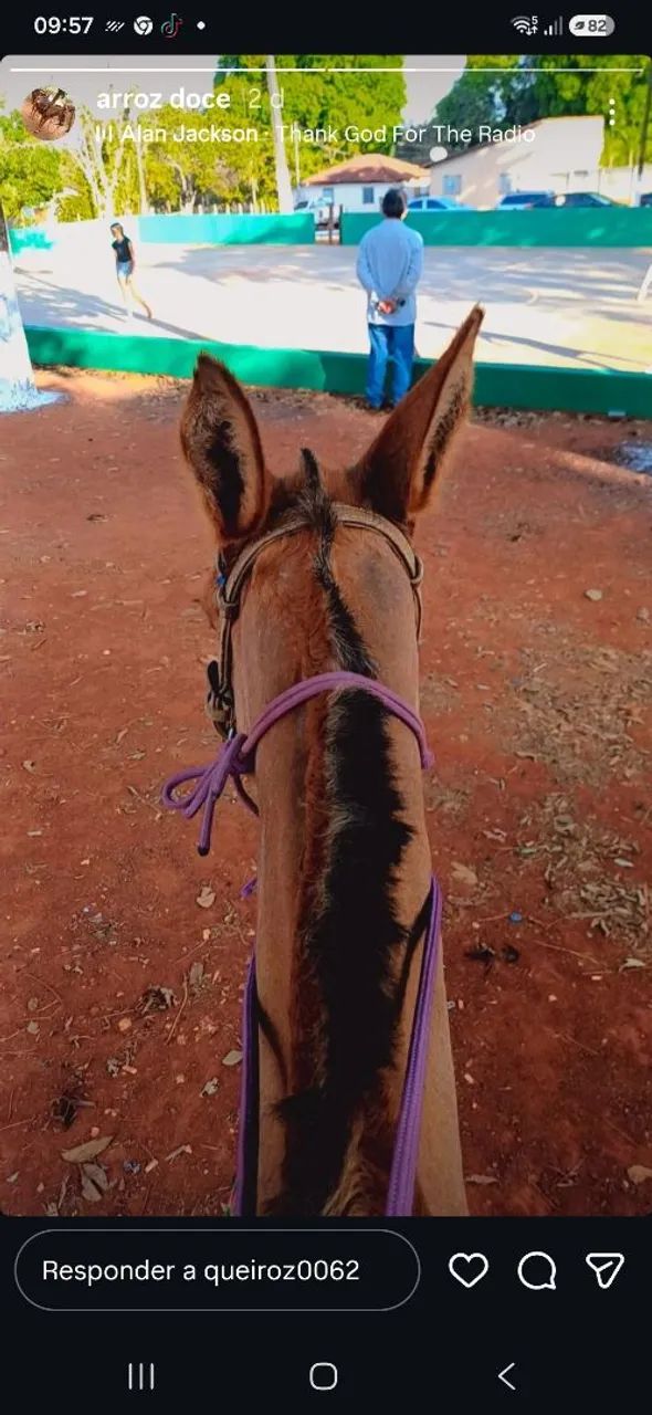 Burro  - Foto 2