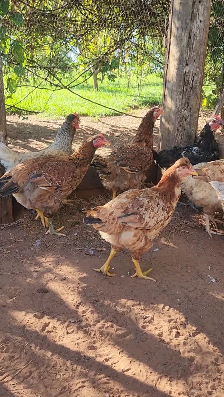 5 galinhas e 2 frangas GSB (galinha sertaneja balão) - Foto 2