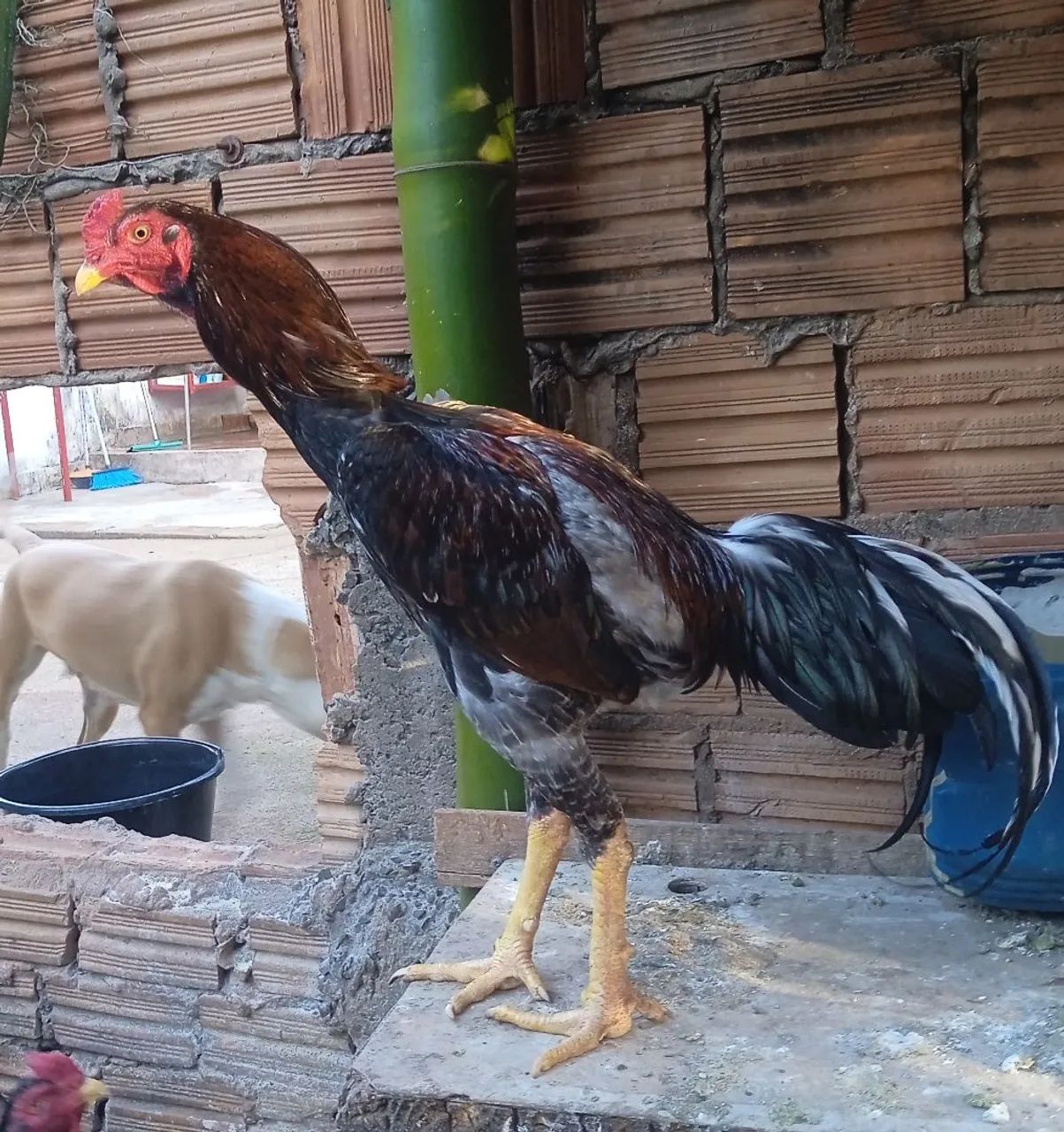 Galo