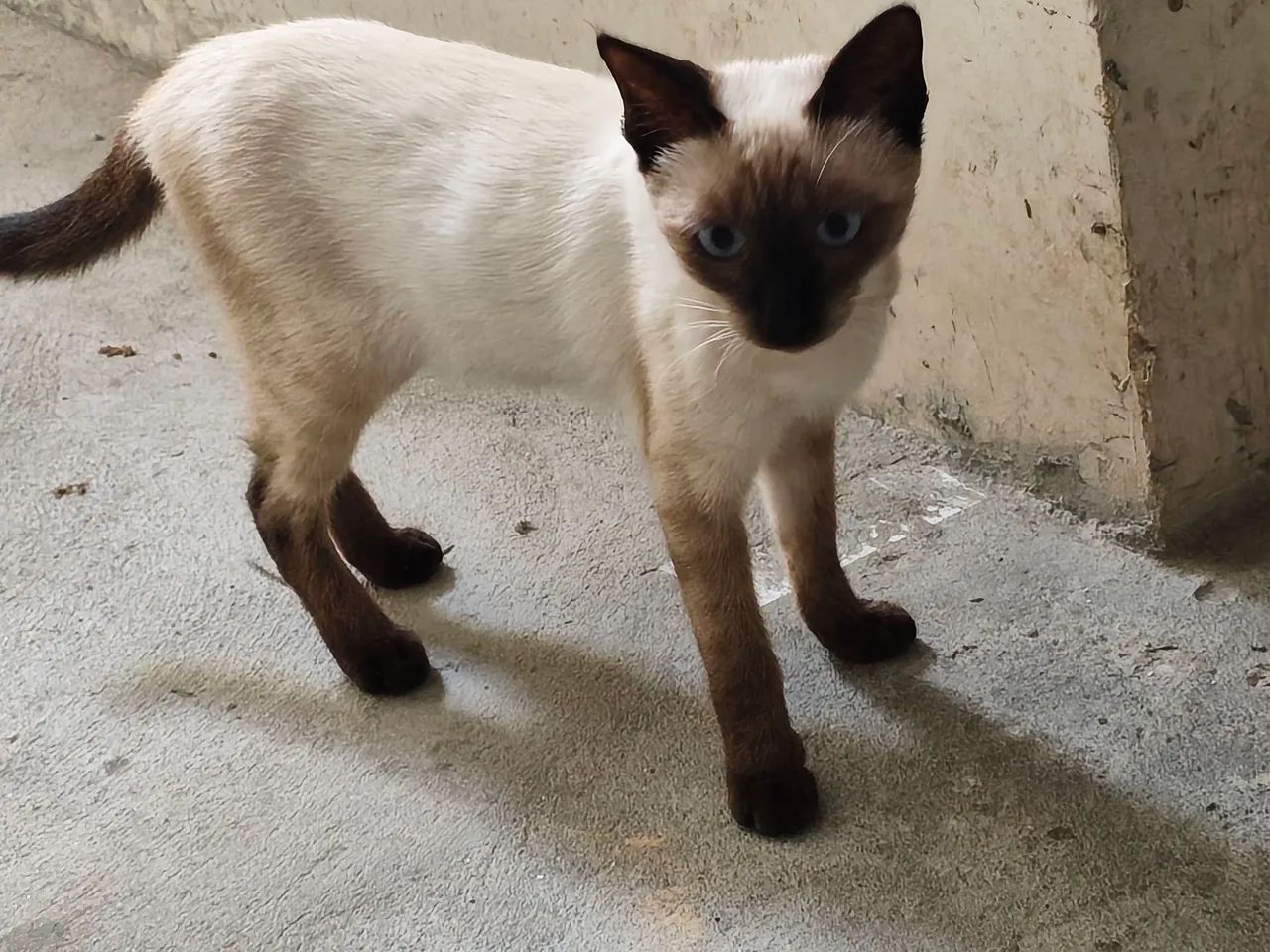 Gato adoção - Foto 3