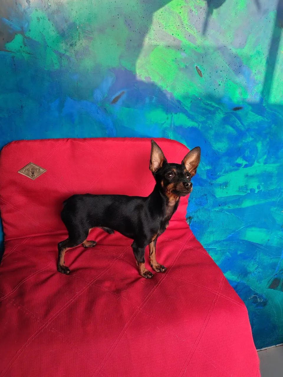 Macho De Pinscher - Foto 3