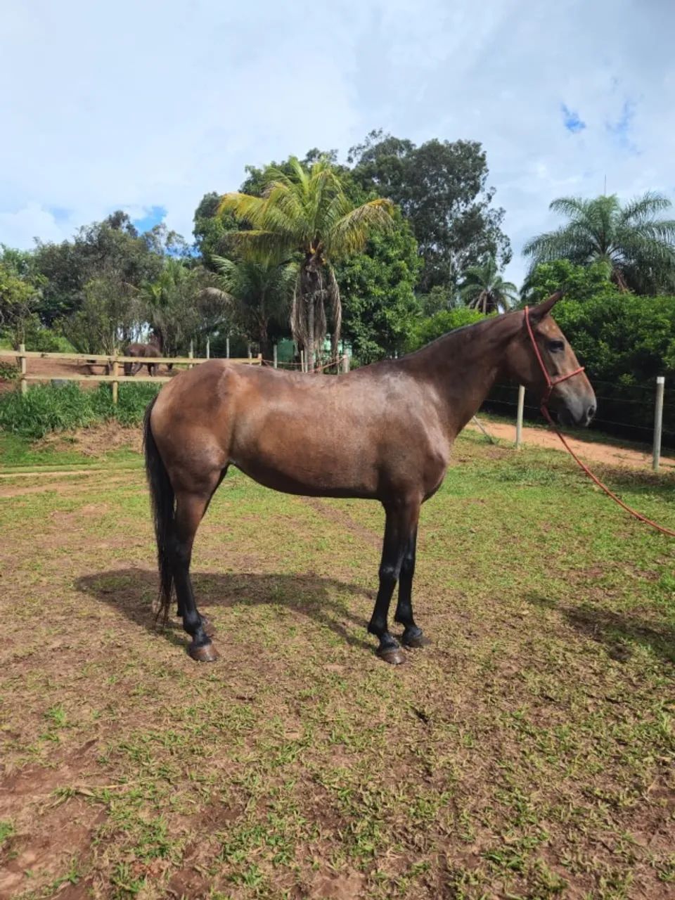 Égua 4 anos genuína de marcha picada