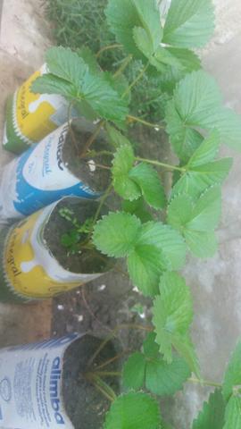 Mudas de Morango Organico