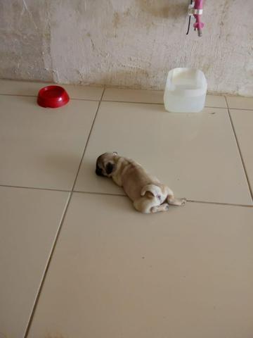 Filhote de Pug fêmea - Foto 2