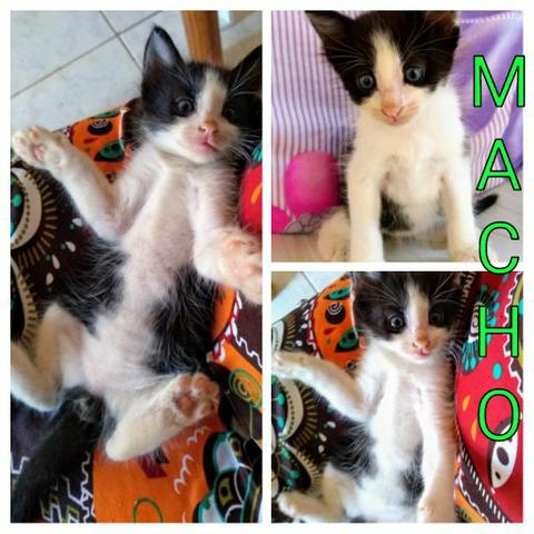 Gatinhos para adoção - Foto 2