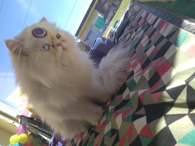Gato Persa heterocromia