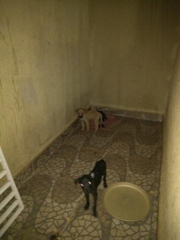 Cachorrinhos