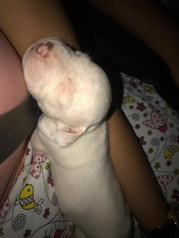 Filhotes de pit Bull - Foto 2