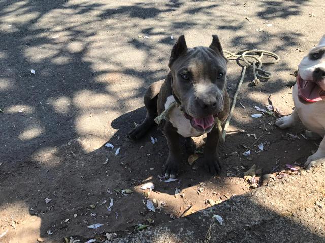 American Bully - Foto 6