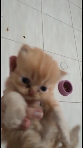 Gato persa filhote