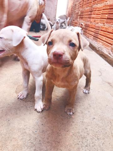 Filhotes de American pitbull terrier - Foto 2