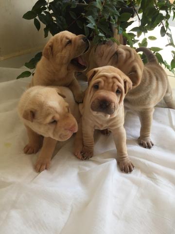 Sharpei - Foto 5