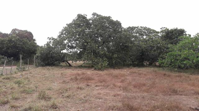 Meia tarefa de terra na asa branca ! - Foto 2