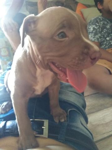 Pit monster - Foto 4