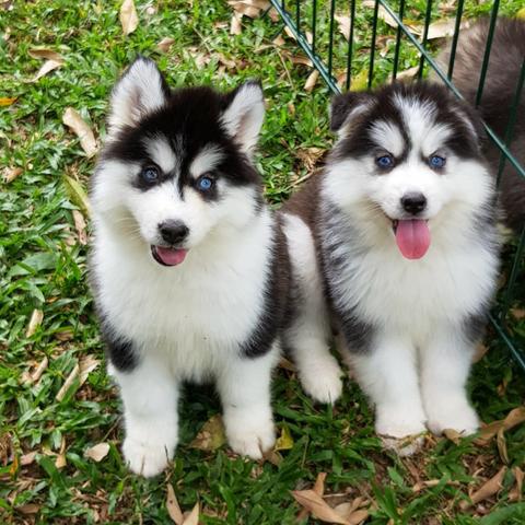 Lindos Filhotes De Husky Siberano - Pelagem Wooly