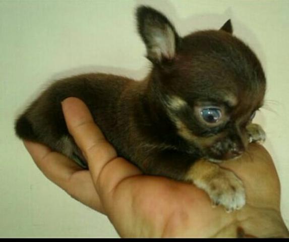 Chihuahua - Foto 4
