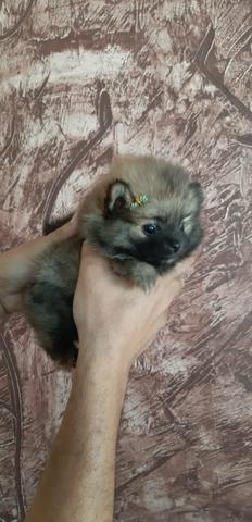 Ursinha baby face bibelô laranja de Lulu da Pomerânia - Foto 2