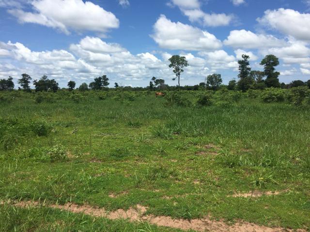 Fazendão em Ribeirão Cascalheira - Foto 12