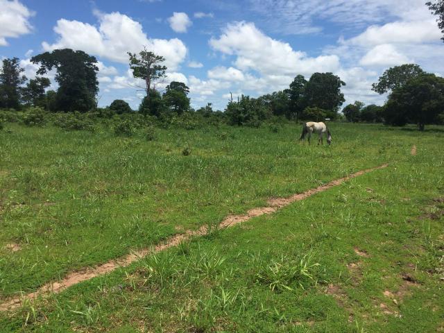 Fazendão em Ribeirão Cascalheira - Foto 8