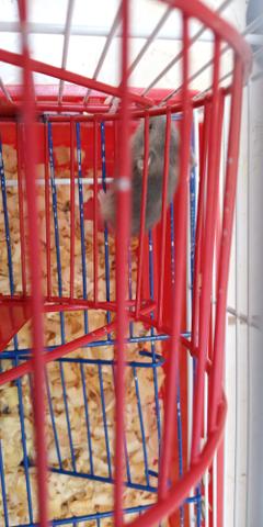 Hamster anão russo - Foto 2