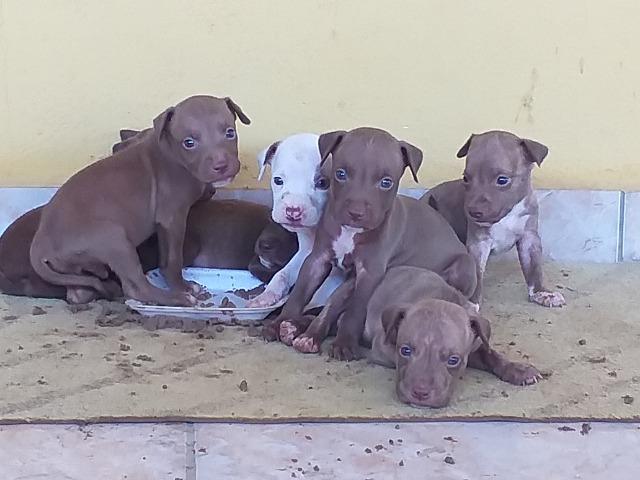 Filhote de pitbull