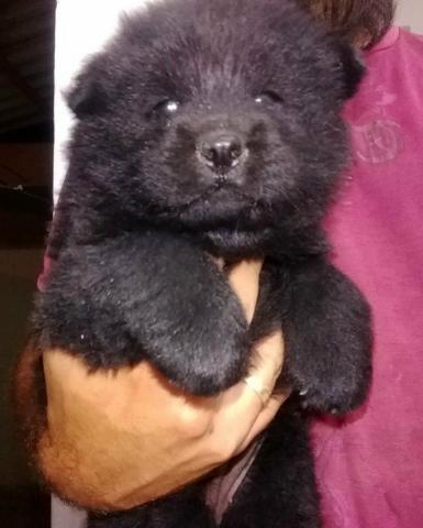 Chow-Chow - Foto 4