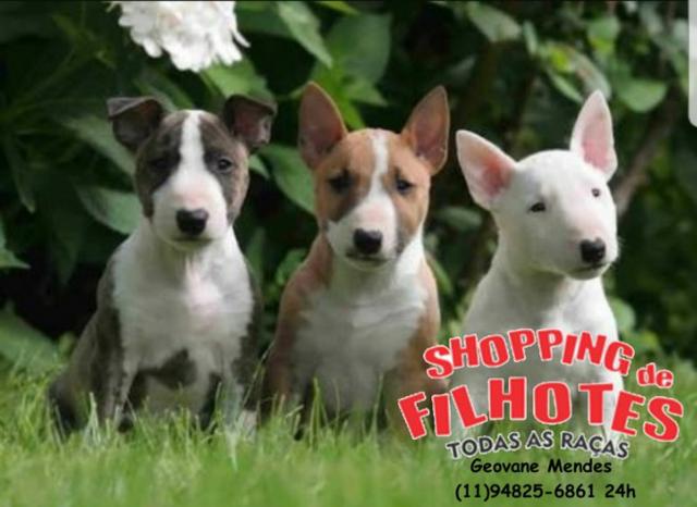 Bull Terrier Inglês, somos a unica rede com clinicas veterinarias, chamar what's - Foto 3