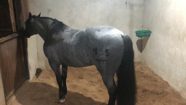 Cavalo Crioulo Mouro - Foto 3