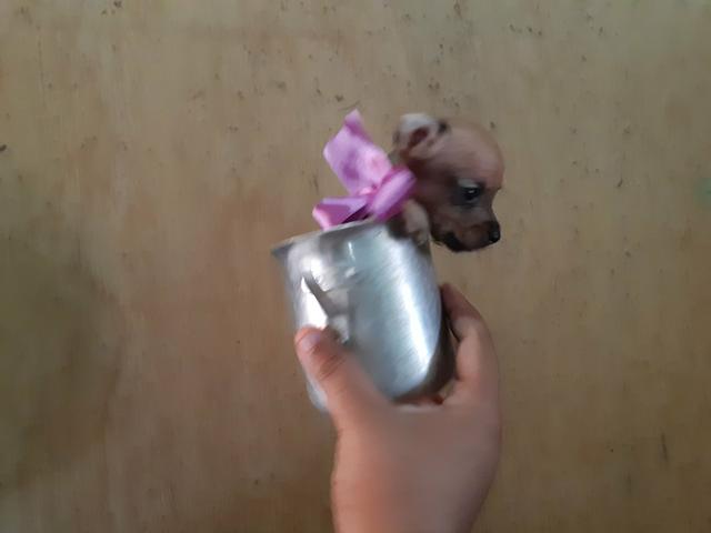 Pinscher zerinha já sem rabinho só 400 .entrego - Foto 3