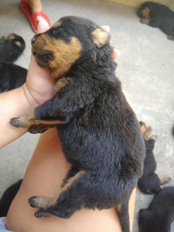 Filhotes de rottweiler de alta qualidade - Foto 4