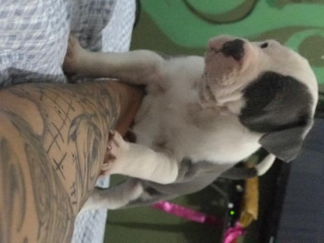 American Staffordshire - Foto 2