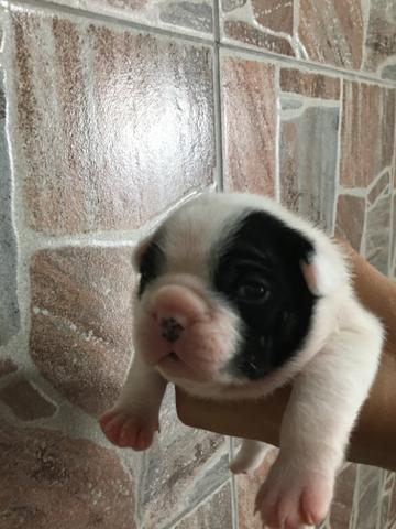 Buldogue francês - Foto 5