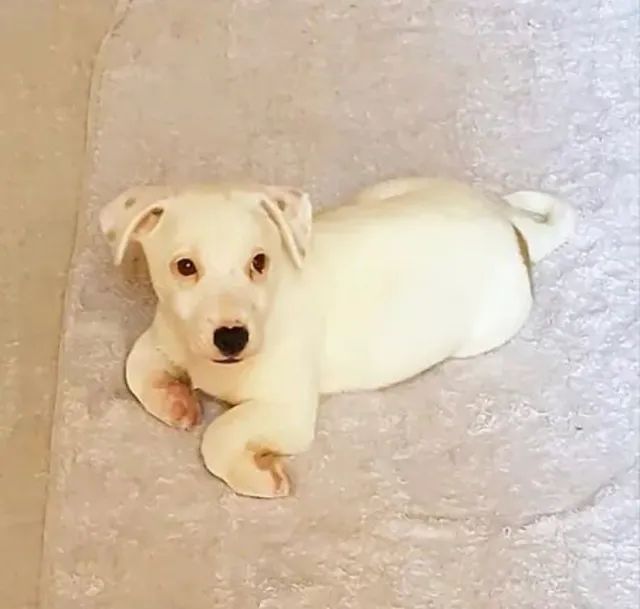 Jack Russell terrier  - Foto 6