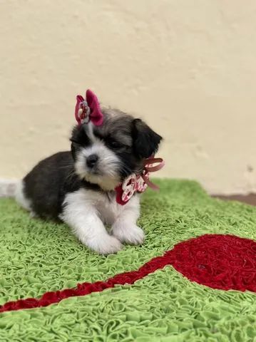 Filhotes de Shih tzu Lhasa - Cachorros e acessórios - Muribeca