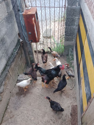12 cabeça de frangos pra venda 