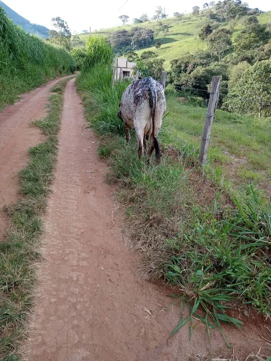 Apenas 1 cria  girolanda  - Foto 2