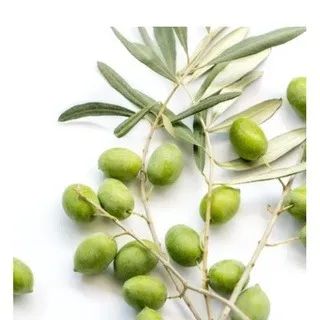 mudas da oliveira   embrapa clone  - Foto 2