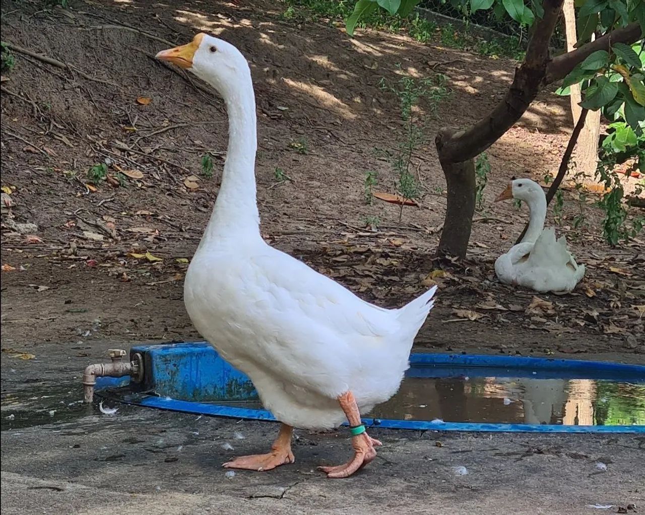 Ganso Sinaleiro Chinês Branco - Foto 2