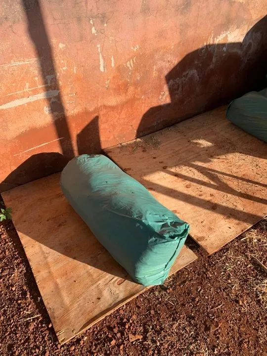 Silagem de milho  - Foto 2