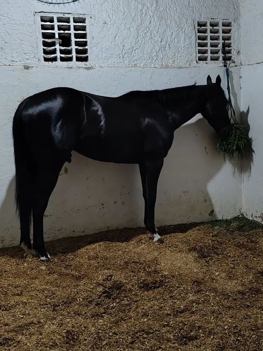 Cavalo Negro - Puro Sangue inglês  - Foto 3