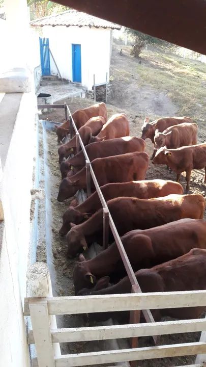 Tourinhos e novilhotas da raça senepol