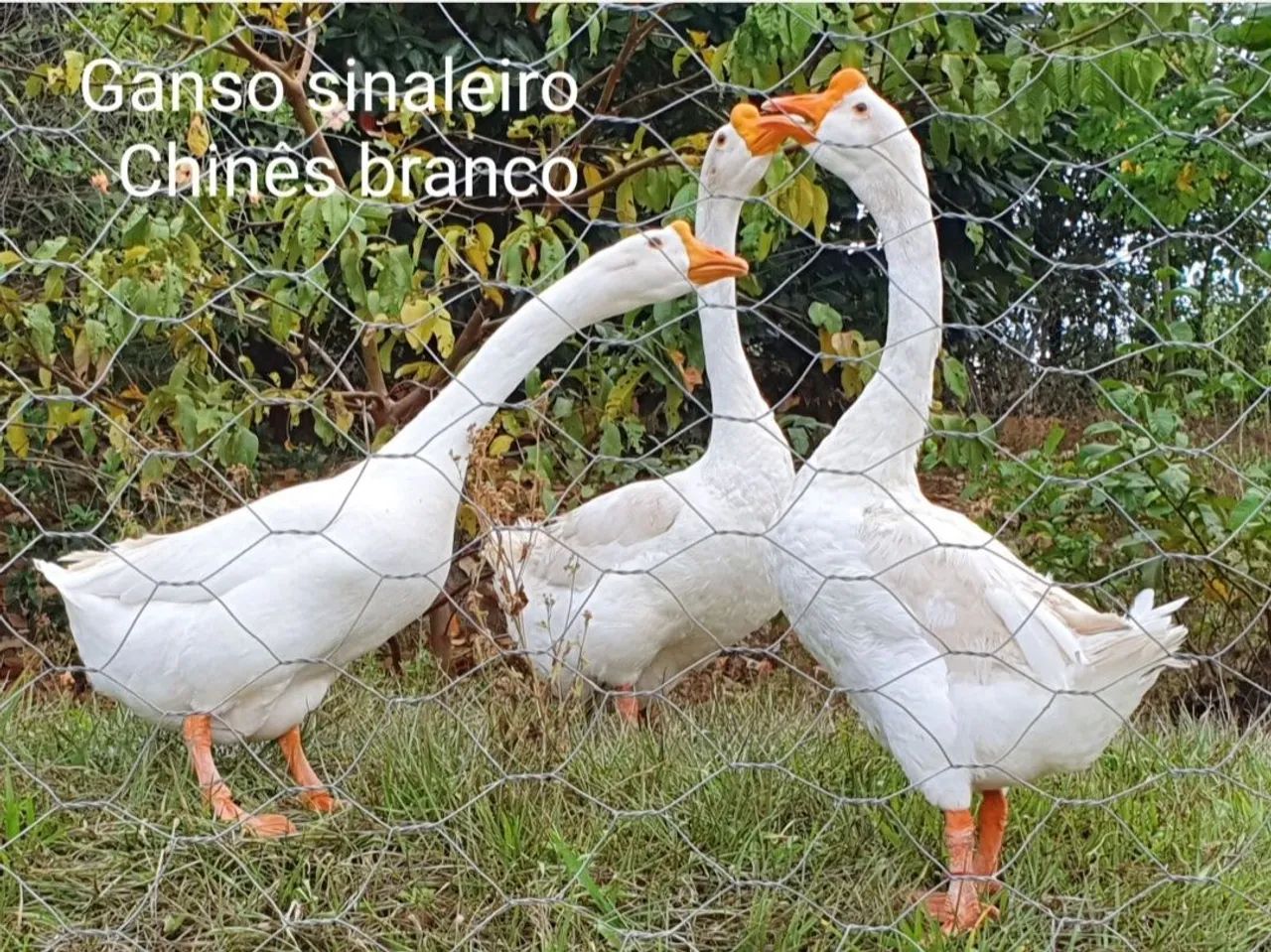 Ganso Sinaleiro Chinês Branco