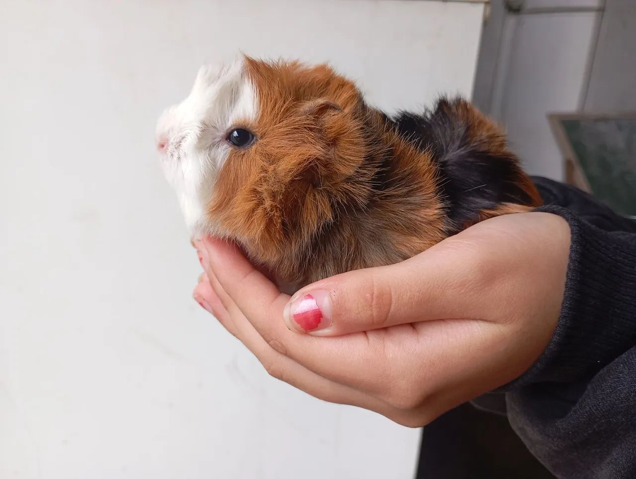 Porquinho da Índia - Macho - Foto 4