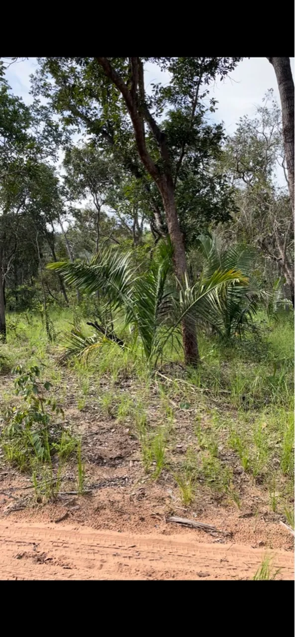 Fazenda para arrendamento 