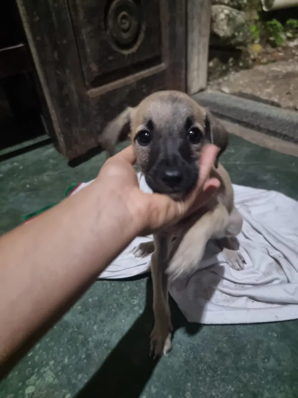 Filhote de cachorro adorável para adoção