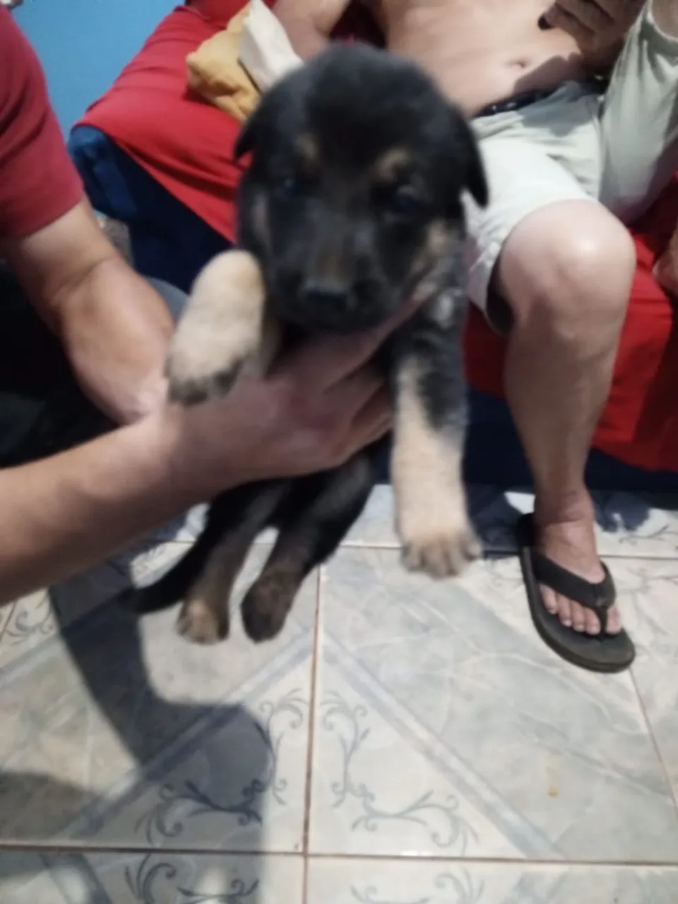 Cachorro pastor alemão