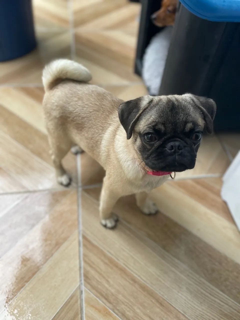 Pug filhote para venda 