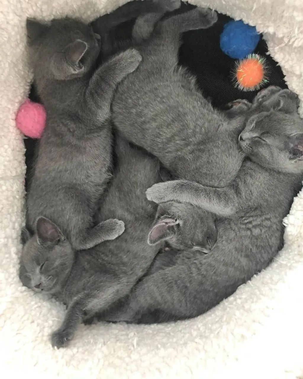 Russian Blue filhotes 2 meses  - Foto 5