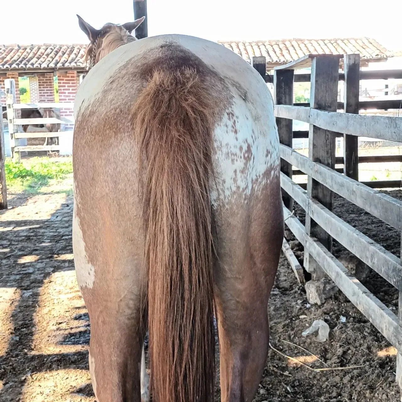 Cavalo Paint Horse - 1 ano - Foto 4