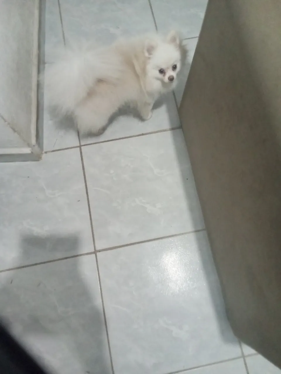 Lulu da pomerãnia (spitz anão macho para cruzar )